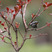 Black-breasted Tit